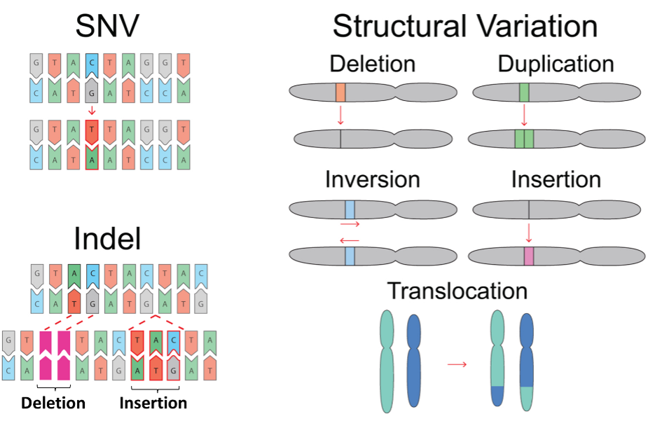 Types of mutations in cancer